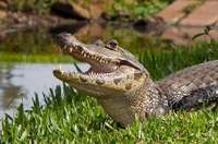 yacaré.jpg yacaré.jpg